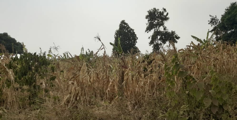 Dried up maize field